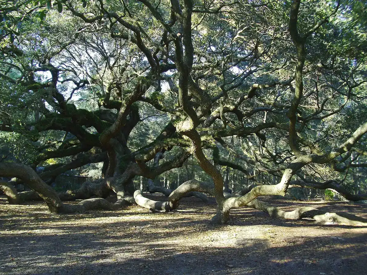 The spreading limbs of the Angel Oak, the city-owned live oak at Angel Oak Park on Johns Island.