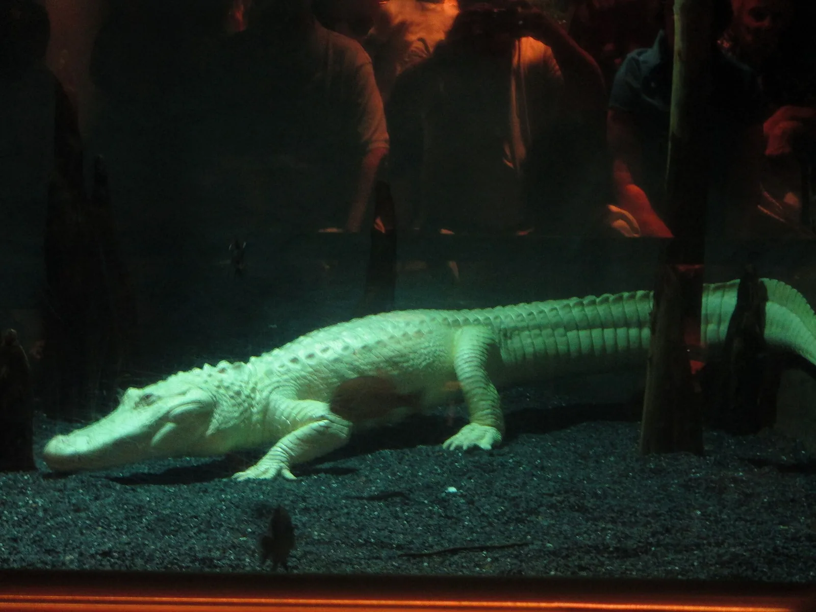 An albino alligator in its tank at the South Carolina Aquarium on the Charleston waterfront.