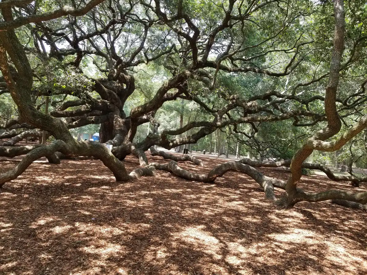 The spreading limbs of the Angel Oak at Angel Oak Park, Angel Oak Road, on Johns Island.